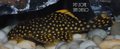 The Golden Nugget Pleco