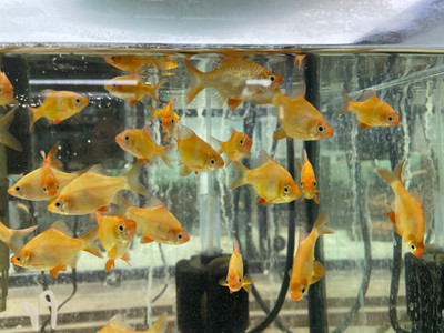 Tiger Barbs