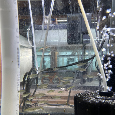 The Gold Tetra: A Glimpse into a Fascinating Aquatic Species - Pet Zone