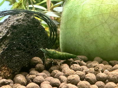 Green Jade Shrimp