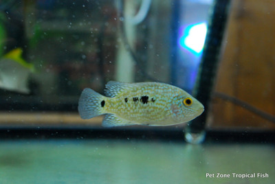 Green Texas Cichlid