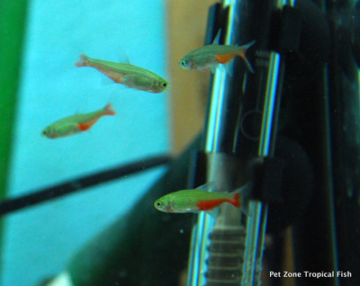 Discovering the Enigmatic Green Fire Tetra: A Jewel of Aquatic Splendor