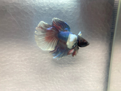 Halfmoon Betta