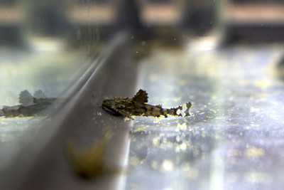 Asian Stone Catfish