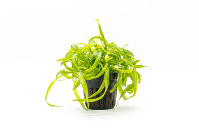 Helanthium Vesuvius