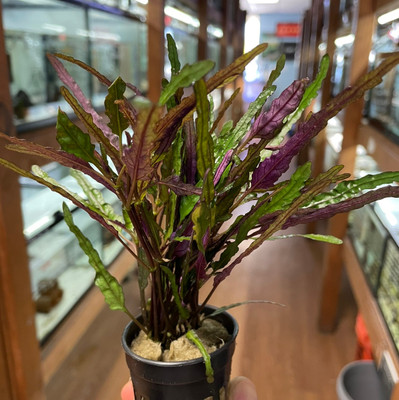 Hemigraphis repanda (Dragon’s Tongue)
