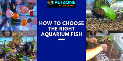 ​How to Choose the Right Aquarium Fish: Tips from a Trusted San Diego Store