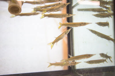 ​Keeping the Hujeta Gar: A Guide for Fishkeepers