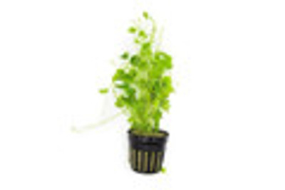 Hydrocotyle Sibthorpiodes