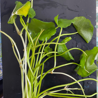 Hydrocotyle Verticillata