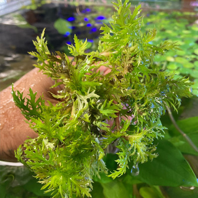 Hygrophila Difformis in Aquariums: A Flourishing Aquatic Delight