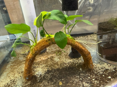 Anubias on Coco Fiber Arch: A Unique Aquarium Addition