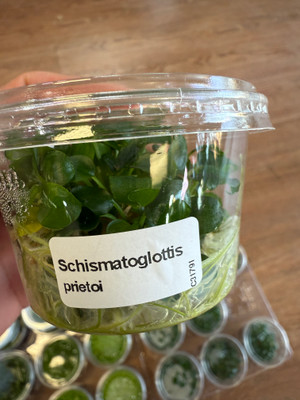 Schismatoglottis Prietoi