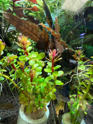 Premium Rotala Hra Bunched