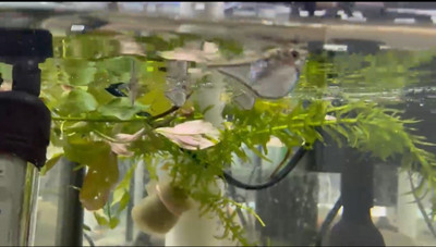 Pygmy Hatchetfish