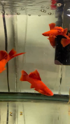 Hi Fin Red Velvet Swordtail