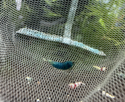 ​The Extreme SS Blue Bolt Shrimp: A Rare and Stunning Freshwater Species