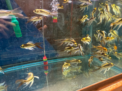 Malayan Butterfly Koi