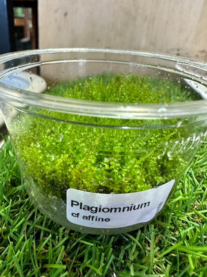 Plagiomnium cf. affine (Weeping Moss/ Pearl Moss)