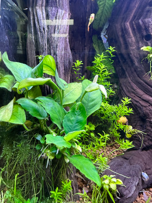 Anubias: A Versatile and Resilient Freshwater Plant