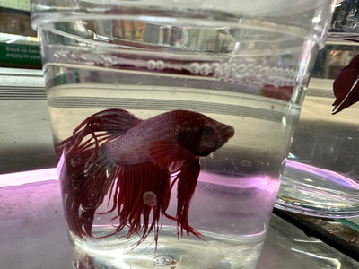 Crowntail Betta Fish