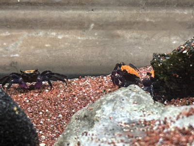 Halloween Vampire Crab