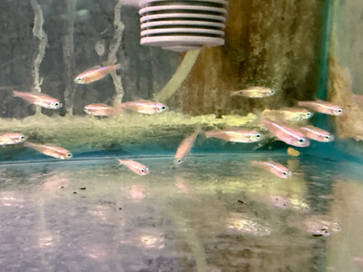 Platinum Neon Tetra