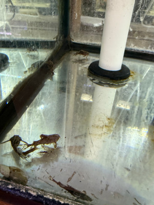 Salween Rock Catfish