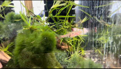 Strawberry Rasbora (Boraras naevus)