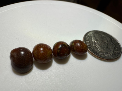 Red Pumpkin Nerite Snails