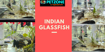 Indian Glassfish - See Through Fish!