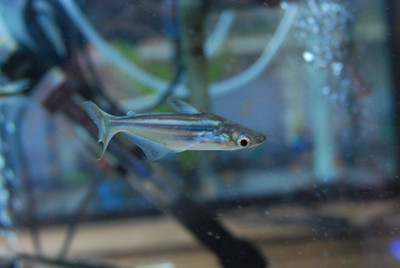 Iridescent Shark