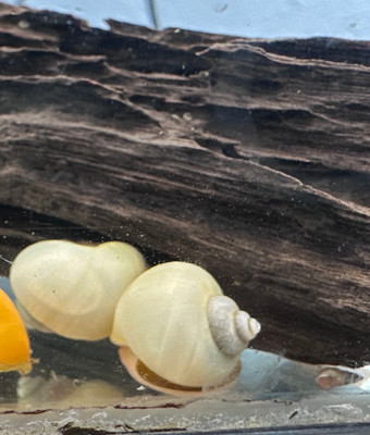 ​The Ivory Mystery Snail: A Unique Addition to Your Aquatic Habitat