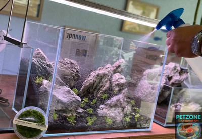 ​Bringing the Beauty of Nature into Your Home: The Iwagumi Aquascape Style at Pet Zone SD