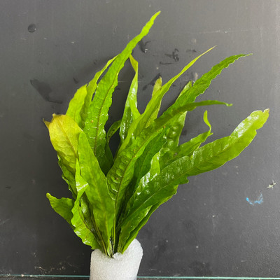 Java Fern