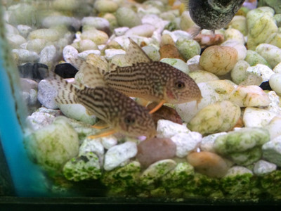 Julii Corydoras (Corydoras julii)