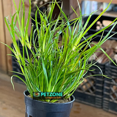 Juncus Fontanesii Repens