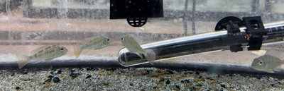 Juripari Geophagus: A Guide to Care, Behavior, and Breeding in Aquariums