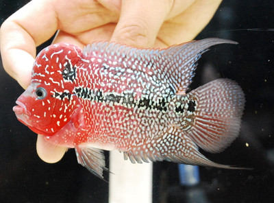 From Malaysia to Your Aquarium: The Fascinating Story of the Flowerhorn Cichlid