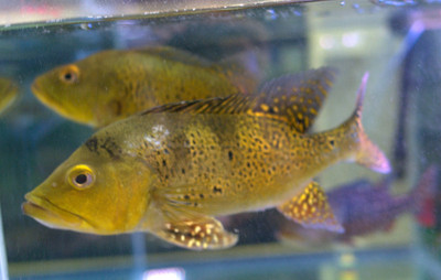 Kelberi Peacock Bass: A Dynamic Addition to the Aquarium