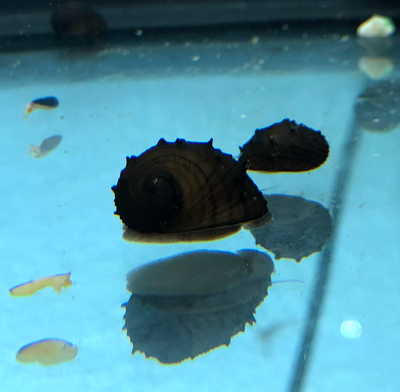 Adding Elegance to Your Tank: The King Koopa Nerite Snail