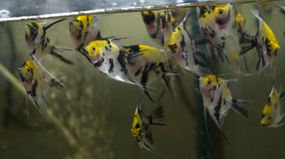 Koi Angelfish (Pterophyllum scalare)