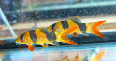 ​The Clown Loach: A Colorful and Sociable Addition to Your Aquarium