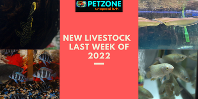 New Livestock For Last Week of Dec. 2022 - Pet Zone SD