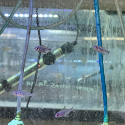 Lemon Tetra Lemon Tetra