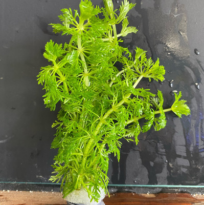 Limnophila Heterophylla