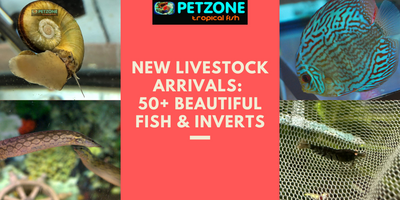​New Livestock Alert: Over 50 Stunning Livestock Beauties Now Available