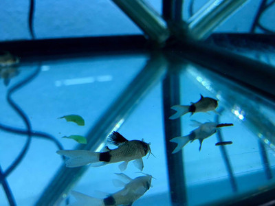 ​The Panda Cory Cat: An Adorable and Unique Aquatic Pet Fish