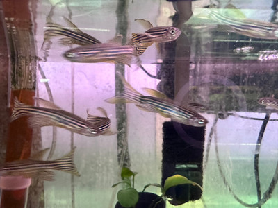 The Long Fin Zebra Danio (Danio rerio)
