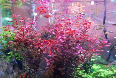 Mini Super Red Ludwigia